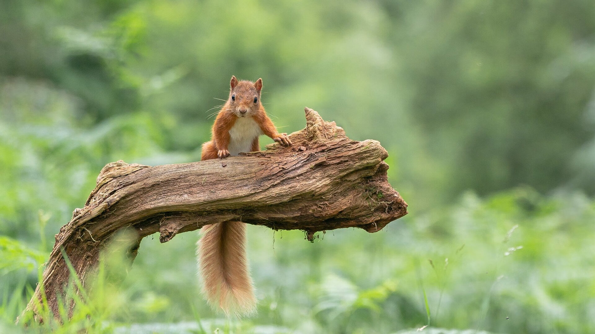 KAIYUN 中国大陆-“传感器+视频分析打造实时战术决策辅助系统”