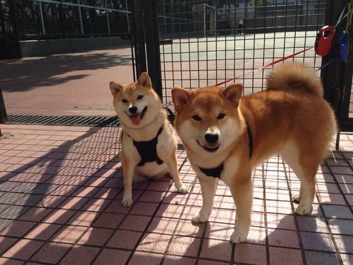 KAIYUN 中国大陆-“传感器+视频分析打造实时战术决策辅助系统”