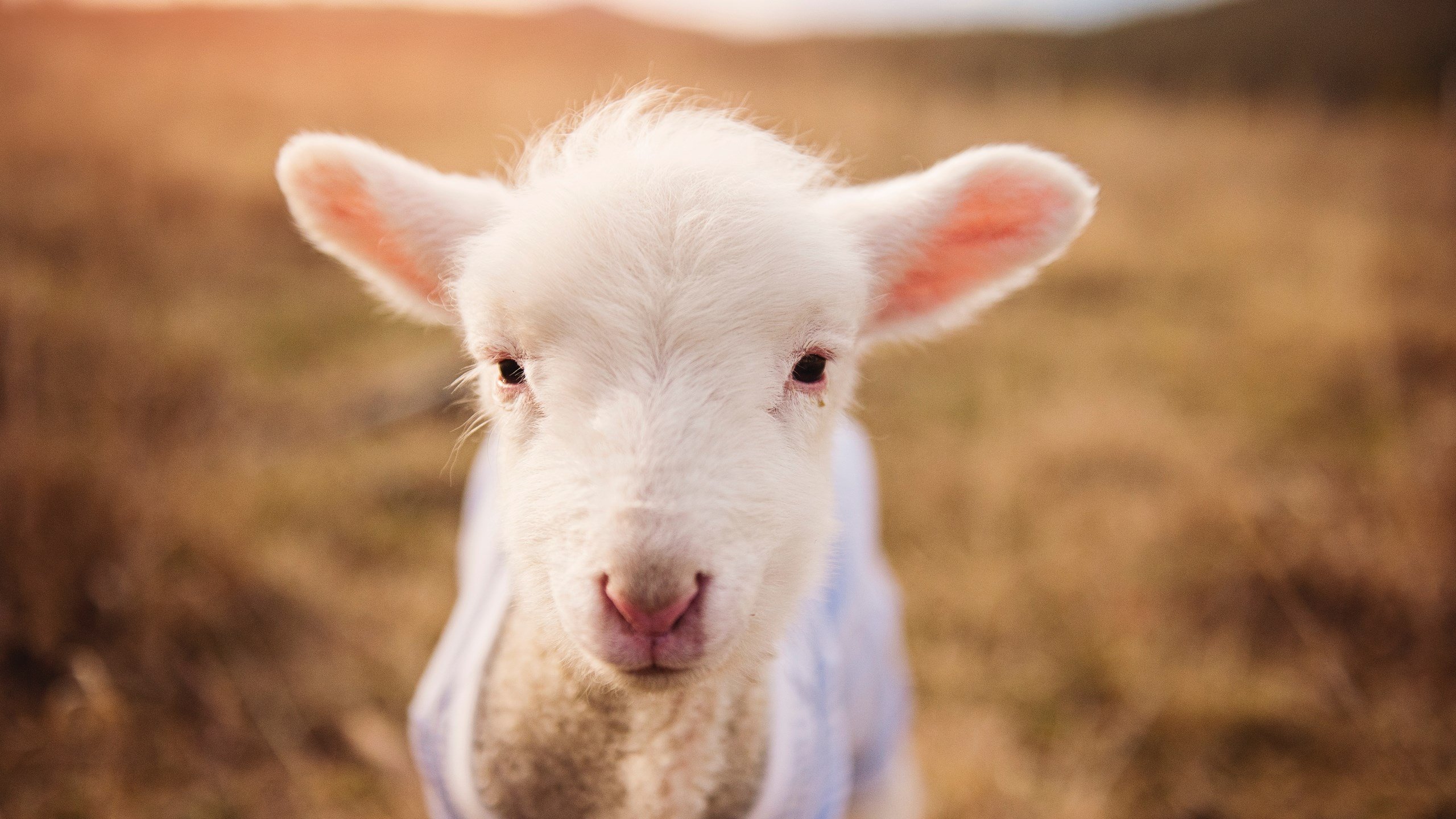开云网站-新型战术:科技赋能下的篮球新玩法,篮球技术创新