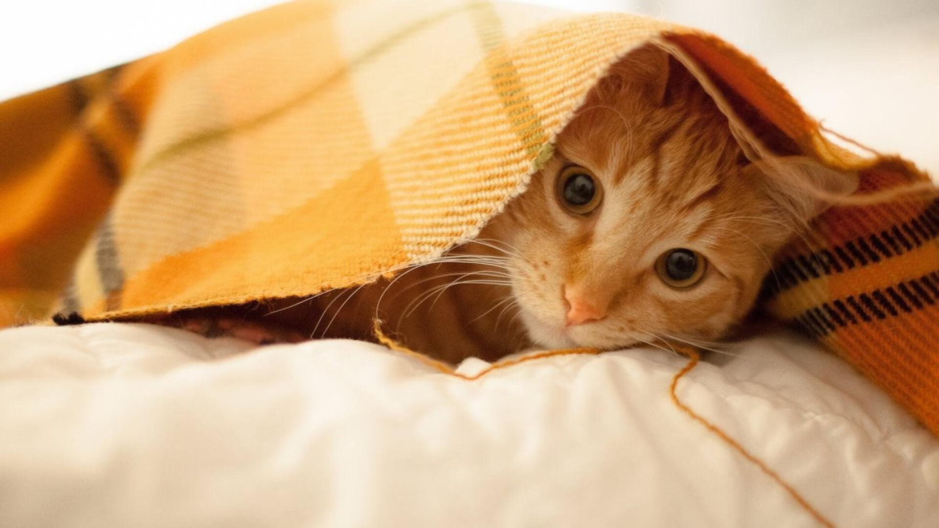 开云网页版-特色泥浆跑步，挑战自我的泥泞之旅，泥浆玩耍