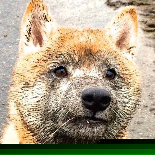 kaiyun.com-运动员伤病：如何科学恢复与回归？，运动员伤病后恢复训练