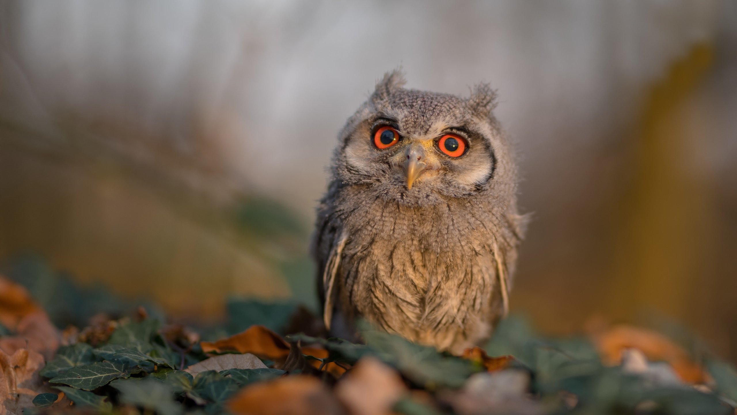 开云·Kaiyun网页版-《湖人季后赛前景分析:詹姆斯和戴维斯能否带队走得更远?》,湖人季后赛詹姆斯数据