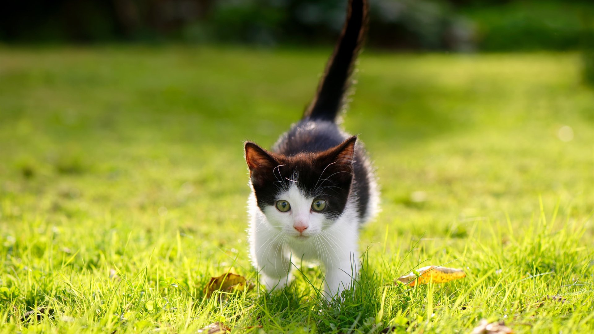 开云入口-勇士险胜森林狼,西部决赛中库里创下生涯新高,勇士库里绝杀