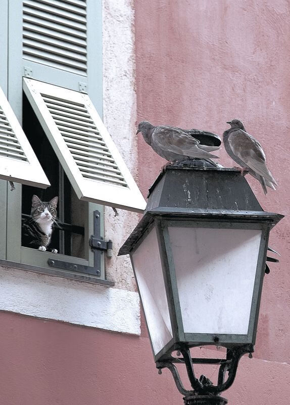 kaiyun开云·官方网站-多特蒙德客场2-1战胜沃尔夫斯堡，继续保持不败，多特蒙德vs沃尔夫斯堡历史战绩