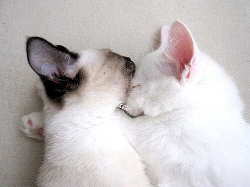 Kaiyun(中国)开云-巴塞罗那客场告负,欧战前景堪忧,巴塞罗那现场