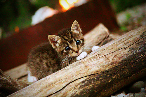 开云入口-巴萨主场3-0战胜皇家社会,进攻火力全开,0203巴萨