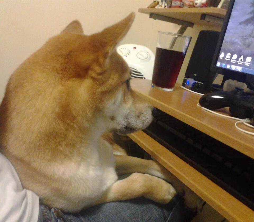 开云入口-波兰队在欧预赛中表现出色，备受瞩目，波兰队欧洲杯预选赛战绩