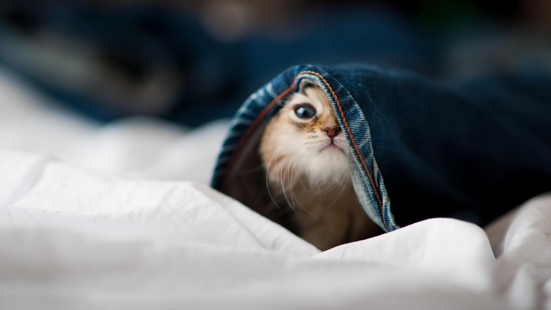 kaiyun登录入口-电竞直播平台技术架构设计及高并发处理技术研究,直播电竞概念股