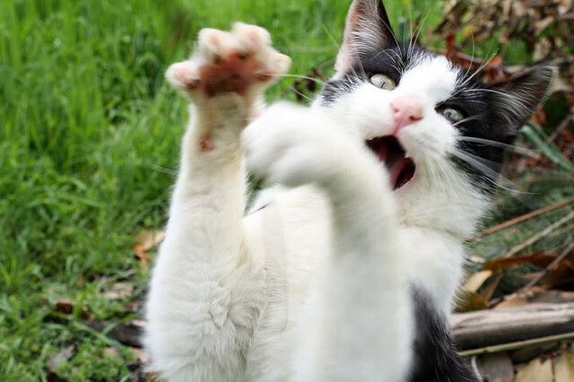 kaiyun官方网站-莱斯特城主帅瓜迪奥拉调整战术以备战下场比赛，瓜迪奥拉和莱万多夫斯基