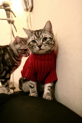 开云·体育官网APP下载-葡萄牙体育主场力克本菲卡，葡萄牙前锋菲利克斯