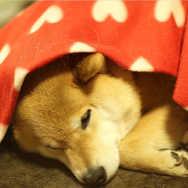 Kaiyun(中国)开云-西班牙队在关键时刻一击毙敌，取得巨大胜利，西班牙谁赢了