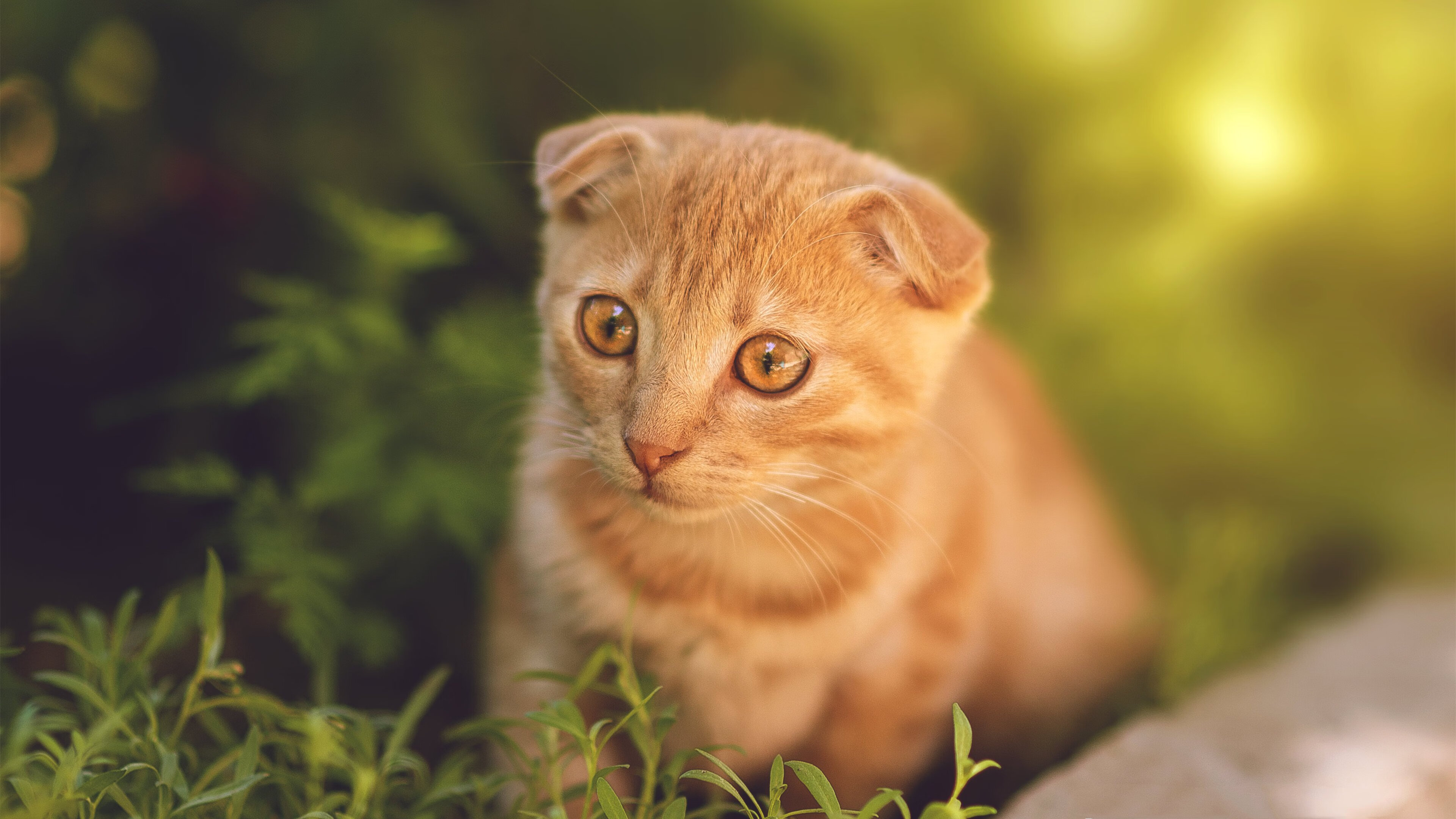 kaiyun网站-迪马利亚宣布国家队退役，结束16年征程，迪马利亚 续约