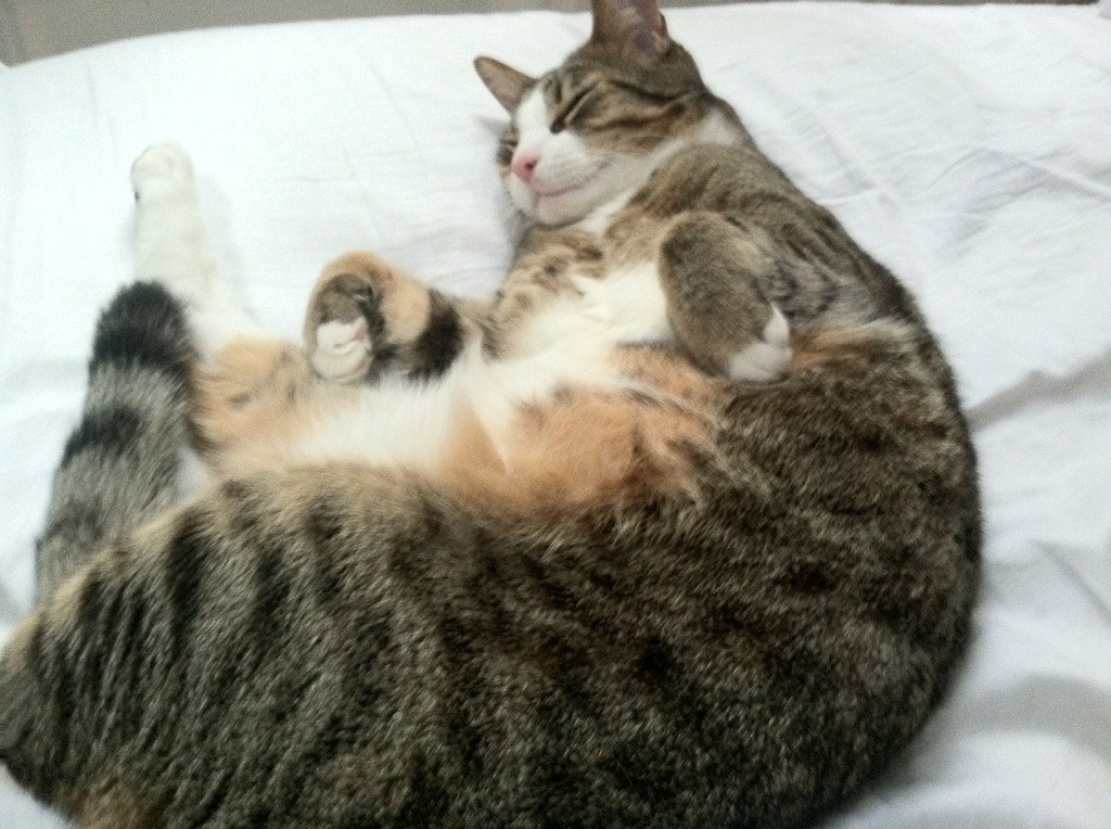 中国女篮球员参加WNBA提升海外比赛经验，中国女篮有人在wnba效力吗