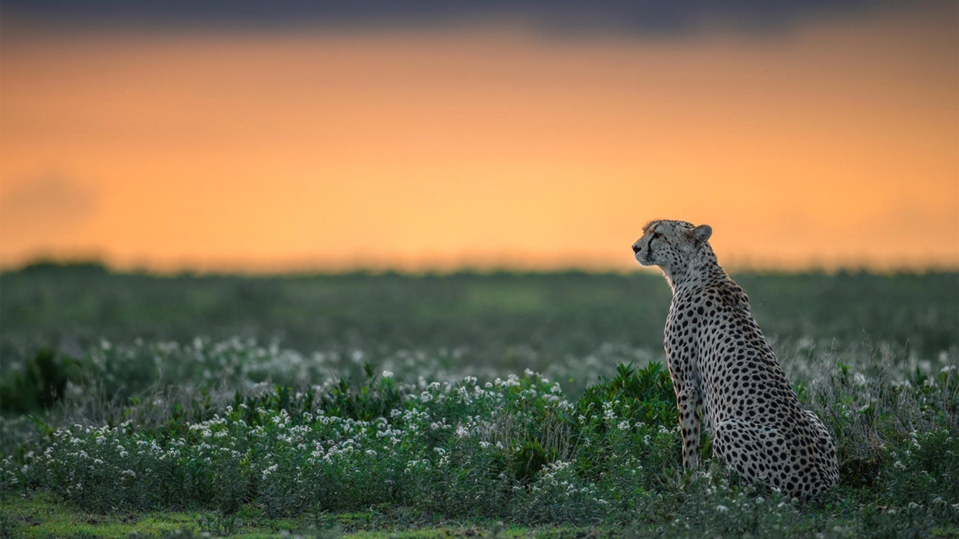 开云kaiyun-波尔曼的传球与突破助袋鼠队轻松打破对方防线，波尔曼针服