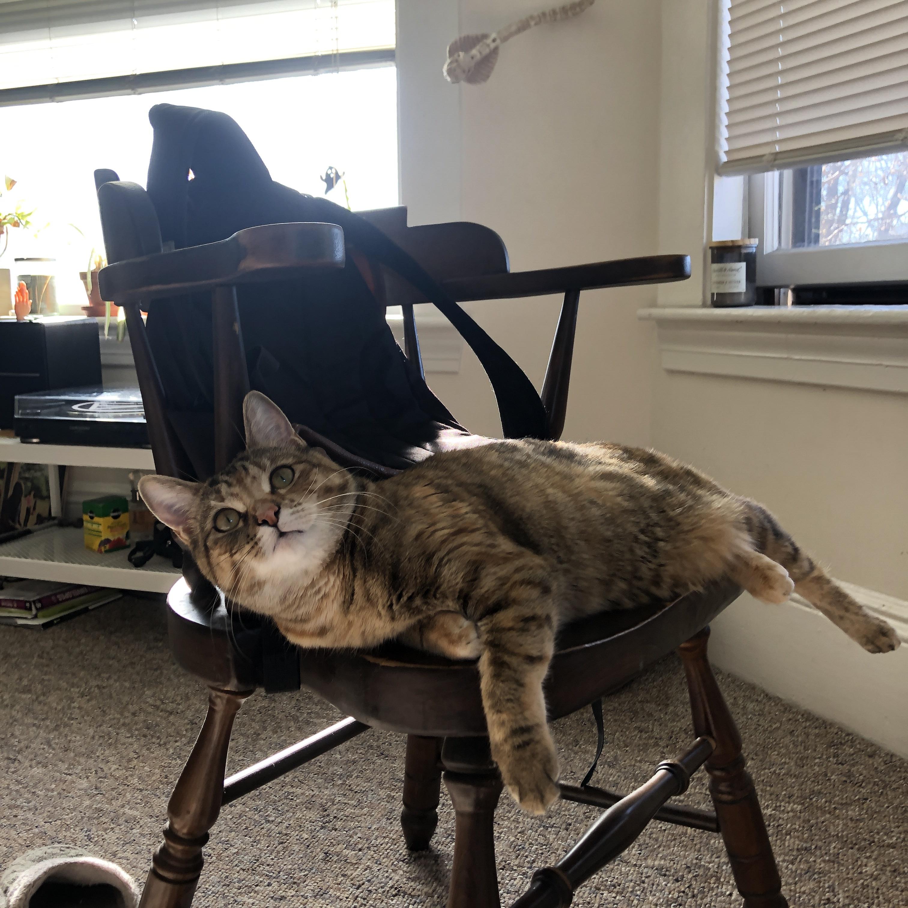 跳水队展现技术动作标准化发展趋势，跳水技术动作术语